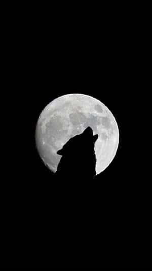 狼在黑暗的夜空中對著滿月嚎叫。 — 月光 壁紙