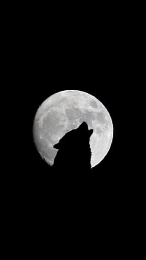 狼在黑暗的夜空中對著滿月嚎叫。 — 月光 壁紙