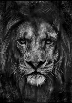 獅頭圖片 — 小獅子 壁紙