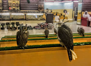 獵鷹棲息在人造草皮上，店內售賣紡織品和工藝品。 — 獵鷹 壁紙