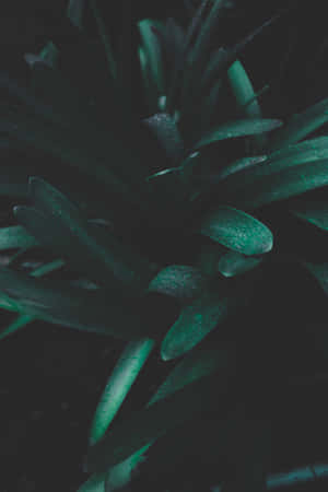 綠色手機 — 綠色電話 壁紙
