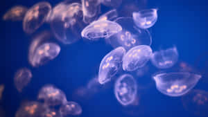 水母在深藍色海水中漂浮，帶有發光的觸手。 — 水母 壁紙