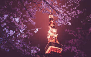 櫻花環繞著夜晚點亮的東京塔。 — 日式 壁紙