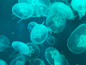在黑暗海水中漂浮的藍綠色水母 — 青色 壁紙