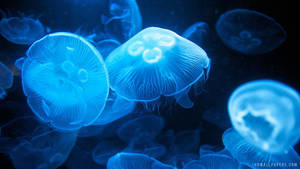 在黑暗海水中漂流的藍色發光水母 — 水母 壁紙