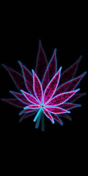 霓虹發光大麻葉，帶有洋紅色和青色輪廓，黑色背景 — 霓虹 壁紙