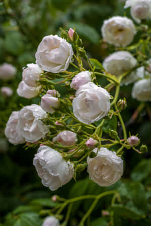 花園中綠色莖上帶有露珠的白玫瑰 — 花園 壁紙