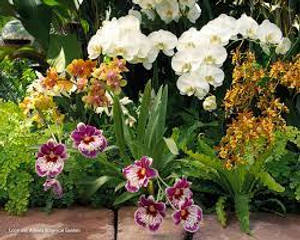 色彩繽紛的蘭花盛開，綠葉相伴。 — 花園 壁紙