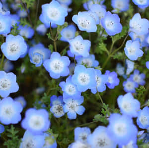 白色中心的藍色 nemophila 花在綠色田野中生長。 — 可愛 壁紙