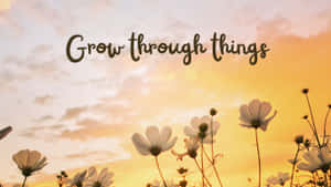 白色大波斯菊在金色日落天空下形成剪影，並帶有文字 Grow through things。 — 16:9 壁紙