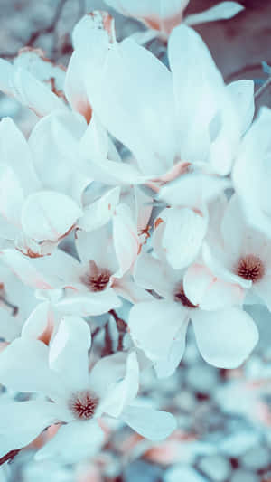 白色木蘭花，粉紅色花心，柔焦背景。 — 美學 壁紙