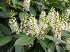 黃色花心的白色花朵，被茂盛的綠葉環繞。 — 草地 壁紙