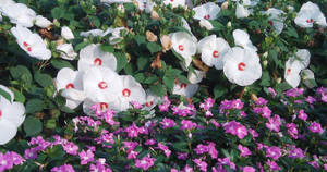 白色木槿花和粉紅色鳳仙花在花壇中一起生長。 — 玫瑰花 壁紙
