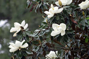 樹枝上的白色木蘭花與深綠色葉子。 — 春天 壁紙