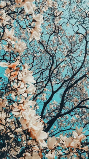 白色木蘭花在深色樹枝上綻放，映襯著明亮的藍天。 — 春天花朵 壁紙