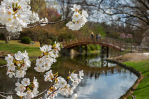 白色櫻花框住春天公園池塘上的木橋。 — 花園 壁紙