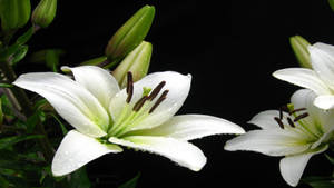 黑色背景上的白色百合花帶著露珠和綠色花蕾。 — 白色百合花 壁紙