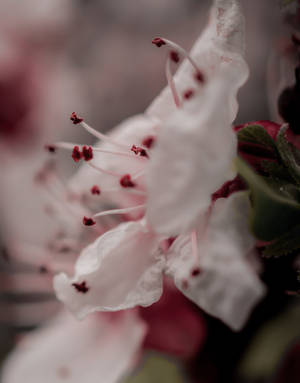 白色花朵的特寫，帶有紅色雄蕊和模糊背景。 — 花朵 壁紙