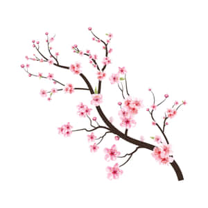 櫻花背景 — 日本櫻花 壁紙