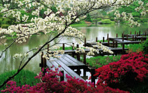 春日花園中，白色花朵和粉紅杜鵑花框住的池塘上木製碼頭。 — 1280x800 壁紙
