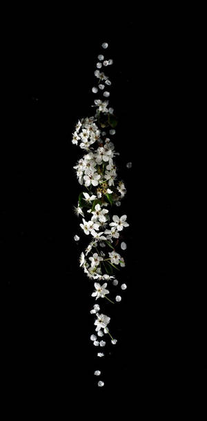 白色花朵與綠葉垂直落在黑色背景上。 — 暗色花卉 壁紙