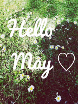 Hello May 文字配上心形圖案覆蓋在雛菊和草地上 — 五月 壁紙