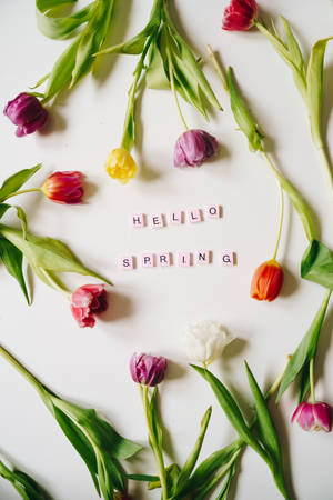 鬱金香圍繞著「hello spring」字樣排列成圓形。