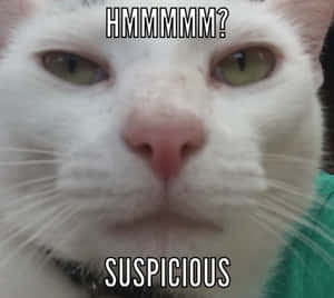 白色貓咪綠色眼睛懷疑地看著，文字 HMMMMM？可疑 — 貓迷因 GIF 壁紙