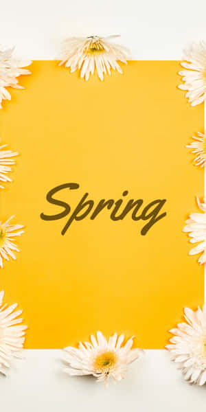 白色雛菊排列在黃色背景上的Spring字樣周圍。 — 雛菊 壁紙