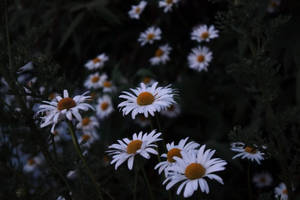 白色雛菊帶橙色中心，在黑暗的花園環境中綻放。 — 黃昏 壁紙