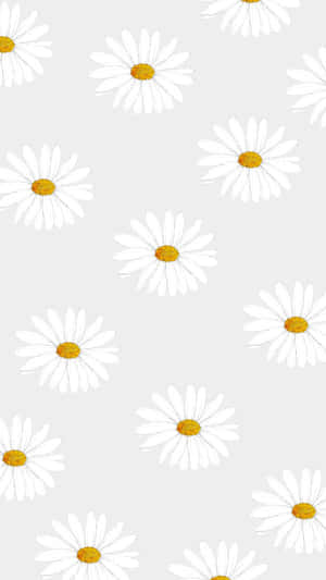 淺灰色背景上的白色雛菊帶黃色花心。 — 花朵 壁紙