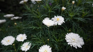 白色雛菊帶黃色花心，在茂盛的綠色花園中綻放。