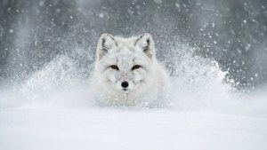 北極狐在暴風雪中偽裝隱身。 壁紙