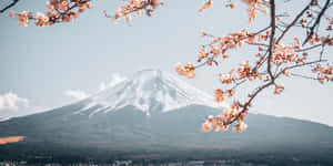 櫻花框住了春天白雪覆蓋的富士山景色。 — 山脈 壁紙