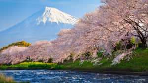 河邊盛開的櫻花，背景是富士山。 — 海灘度假 壁紙