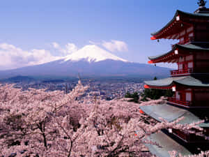 粉紅色的櫻花環繞著一座紅色寺廟，背景是富士山。 — 富士山 壁紙