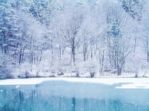 白雪覆蓋的樹木和結冰的湖泊，寧靜的冬日景觀。 — 冬季風景 壁紙