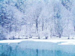 寧靜冬日森林中積雪的樹木和結冰的湖泊。 — 冬季風景 壁紙