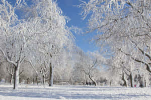 冬季公園中白雪覆蓋的樹木，人們在藍天下行走。 — 冬季風景 壁紙