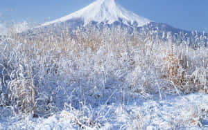 藍天下背景中富士山與被雪覆蓋的草 — 酷寒冬季 壁紙