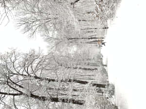 積雪的樹木排列在灰色天空下的冬日森林小徑兩旁。 — 酷寒冬季 壁紙