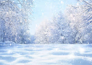 安靜的冬季森林中積雪的樹木和飄落的雪花。 — 冬季 壁紙