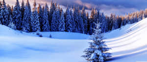 日出時分，寂靜的冬季森林中積雪覆蓋的常青樹。 — 山景 壁紙