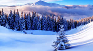 冬日森林中積雪的松樹，遠山和雲彩，日出時分。 — 酷寒冬季 壁紙
