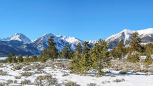 白雪覆蓋的山脈，常青樹，天空湛藍。 — 冬季風景 壁紙