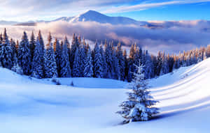 冬日陽光下，白雪覆蓋的松樹林、山巒和雲朵。 — 冬季風景 壁紙
