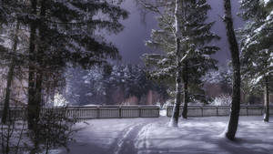 夜晚積雪的森林小徑，有腳印和木柵欄。 — 烏克蘭 壁紙