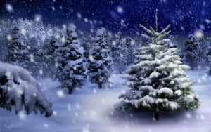 星夜下冬日森林中白雪覆蓋的常綠樹。 — 雪山 壁紙