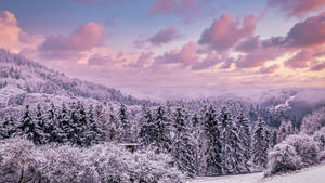 暮色中白雪覆蓋的森林，粉紅和紫色天空 — 冬季風景 壁紙