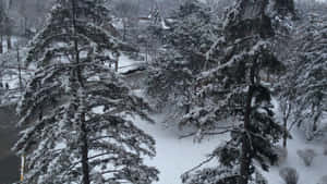 白雪覆蓋的常綠樹排列在一條寧靜的冬季街道旁。 — 湖泊 壁紙